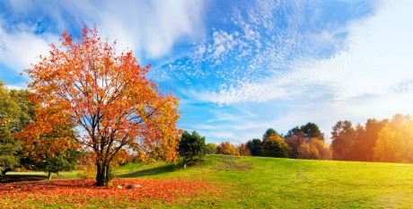 Parc automnal paysage automnal